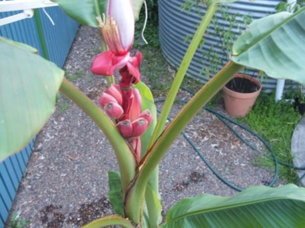 Foto - Kırmızı muz görmüş müydünüz?