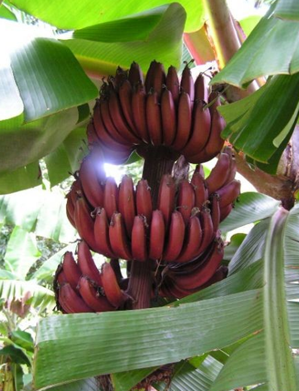 Foto - Kırmızı muz görmüş müydünüz?