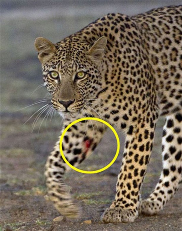 Foto - Kirpi, leoparı doğduğuna pişman etti!