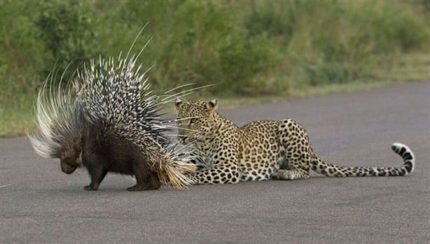 Kirpi, leoparı doğduğuna pişman etti!