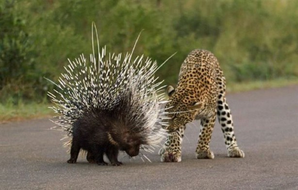 Foto - Kirpi, leoparı doğduğuna pişman etti!