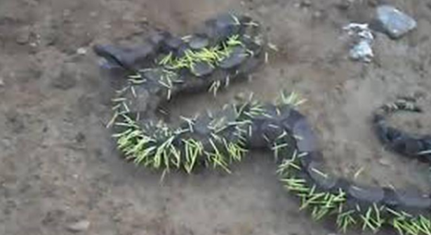 Foto - Kirpi yiyen yılanın hazin sonu