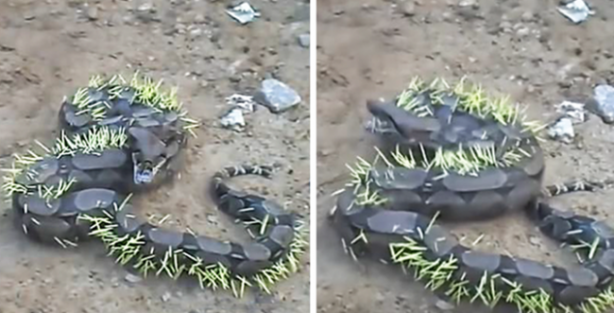  Kirpi yiyen yılanın hazin sonu