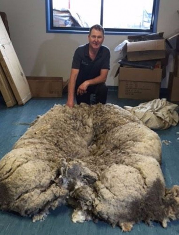 Foto - Kırpılmamak için yıllarca kaçtı ancak...