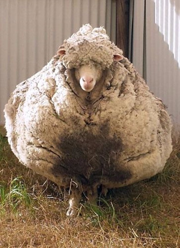 Foto - Kırpılmamak için yıllarca kaçtı ancak...