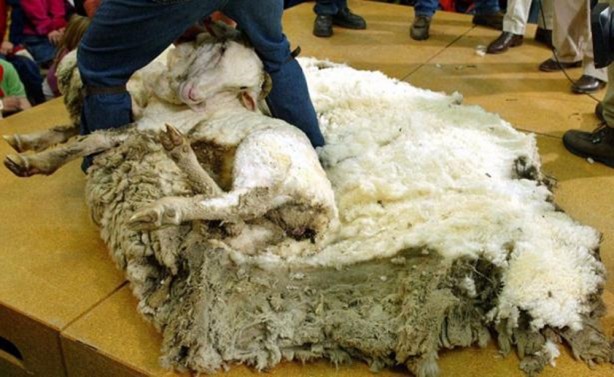 Foto - Kırpılmamak için yıllarca kaçtı ancak...