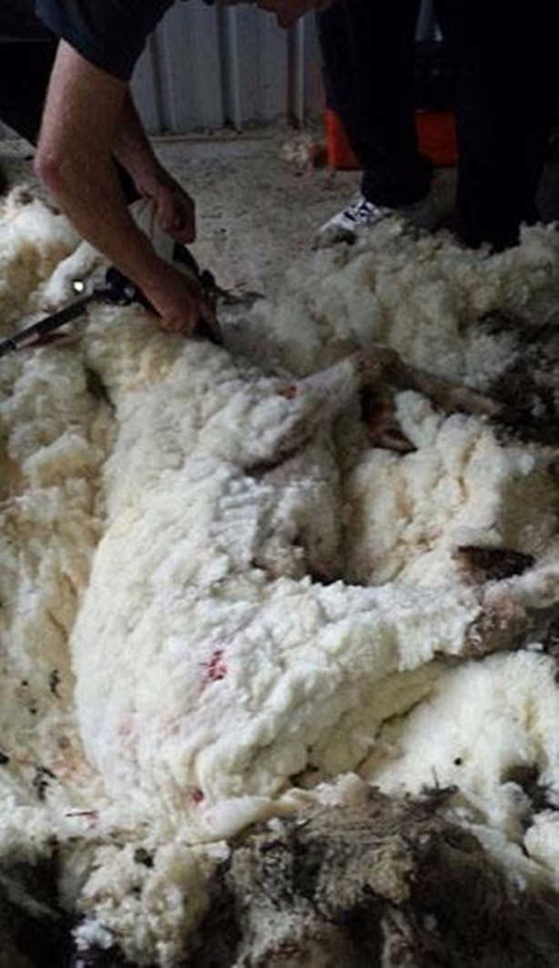 Foto - Kırpılmamak için yıllarca kaçtı ancak...