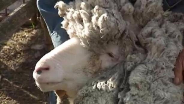 Foto - Kırpılmamak için yıllarca kaçtı ancak...