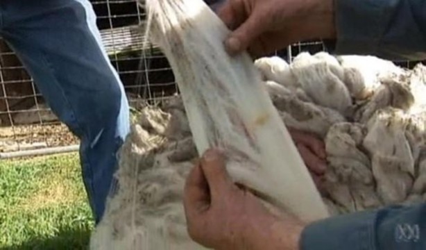 Foto - Kırpılmamak için yıllarca kaçtı ancak...