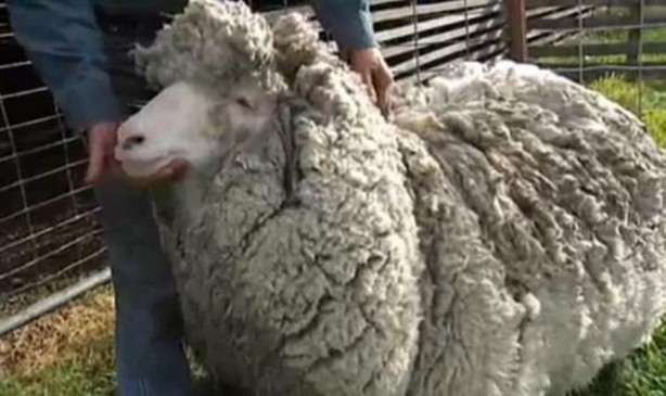 Foto - Kırpılmamak için yıllarca kaçtı ancak...