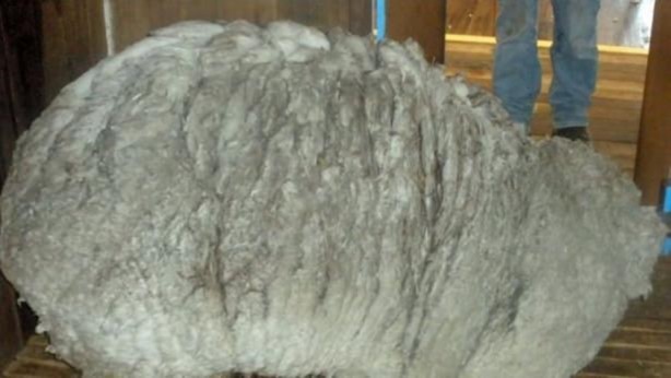 Foto - Kırpılmamak için yıllarca kaçtı ancak...