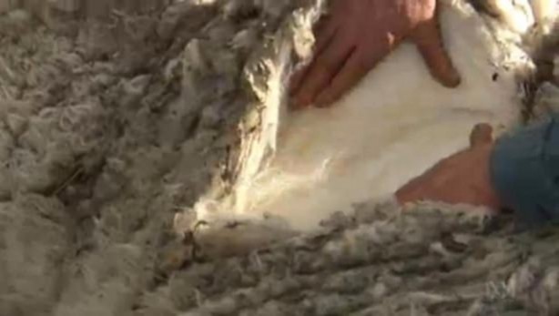 Foto - Kırpılmamak için yıllarca kaçtı ancak...