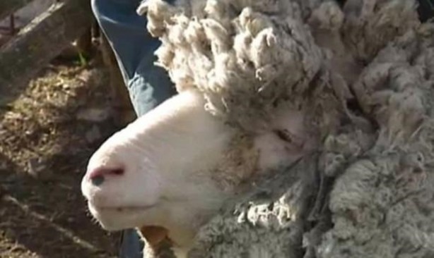 Foto - Kırpılmamak için yıllarca kaçtı ancak...