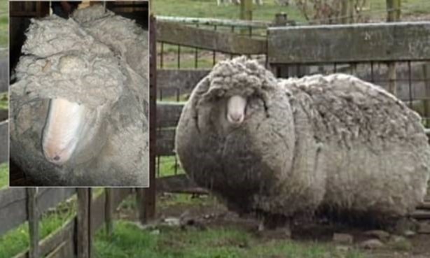 Foto - Kırpılmamak için yıllarca kaçtı ancak...