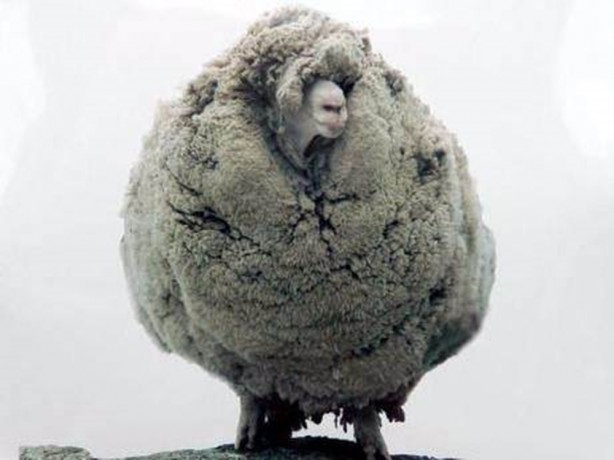 Foto - Kırpılmamak için yıllarca kaçtı ancak...