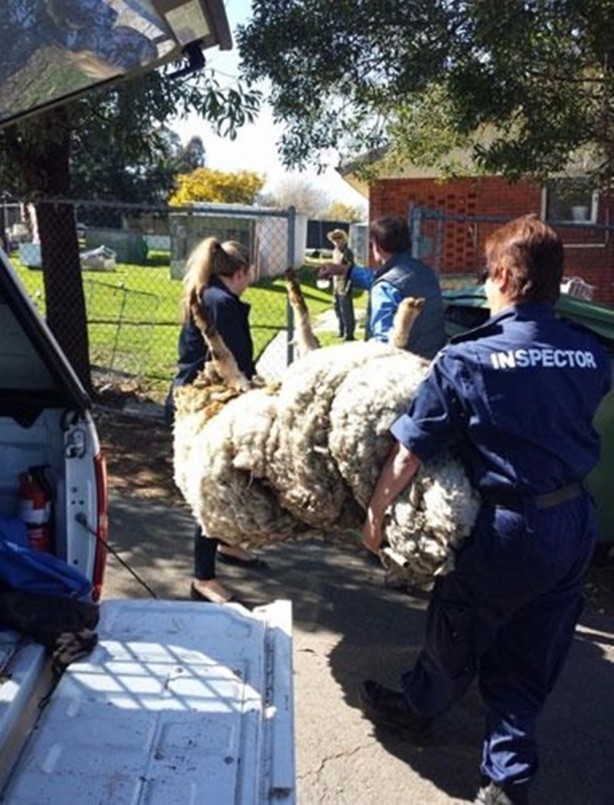 Kırpılmamak için yıllarca kaçtı ancak...