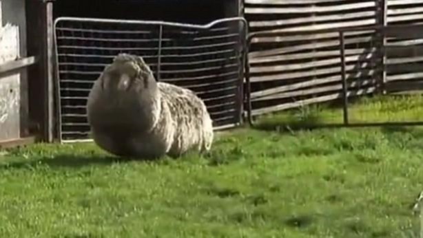 Foto - Kırpılmamak için yıllarca kaçtı ancak...