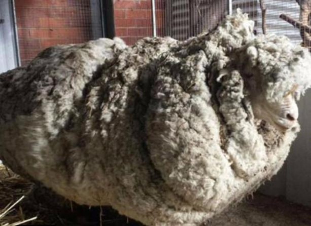 Foto - Kırpılmamak için yıllarca kaçtı ancak...