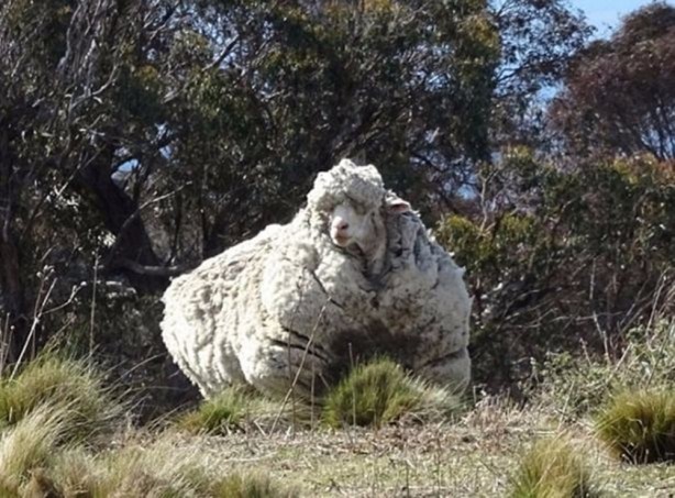Foto - Kırpılmamak için yıllarca kaçtı ancak...