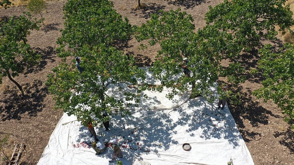 Foto - Kırsalda kurulan tesis üreticinin yükünü hafifletti