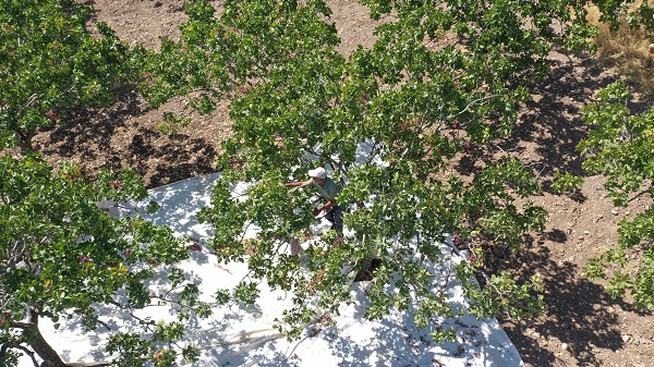 Foto - Kırsalda kurulan tesis üreticinin yükünü hafifletti