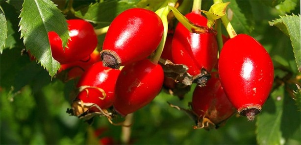 Foto - Kış aylarında bağışıklığı güçlü tutmak için gerekli yöntem