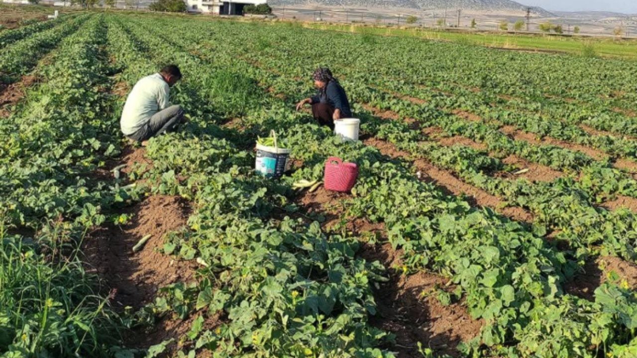 Foto - Kış aylarının vazgeçilmezi: Tarlada kilosu 30 TL'den satılıyor!
