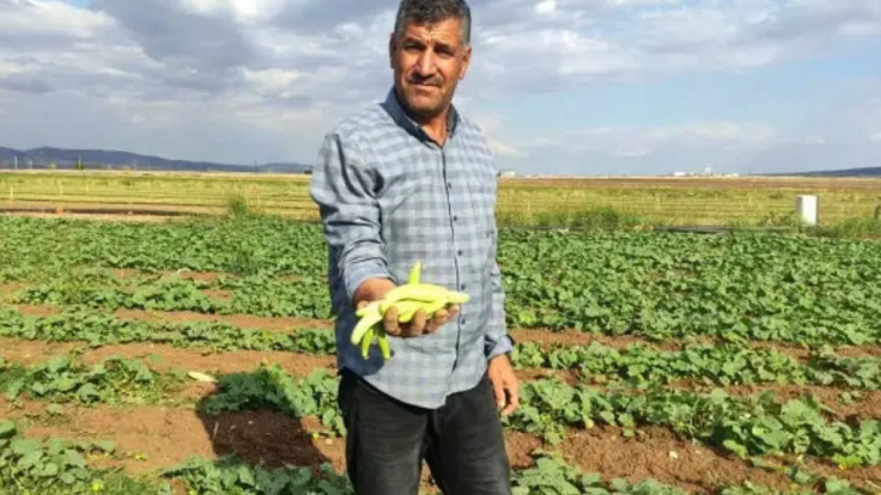 Kış aylarının vazgeçilmezi: Tarlada kilosu 30 TL'den satılıyor!