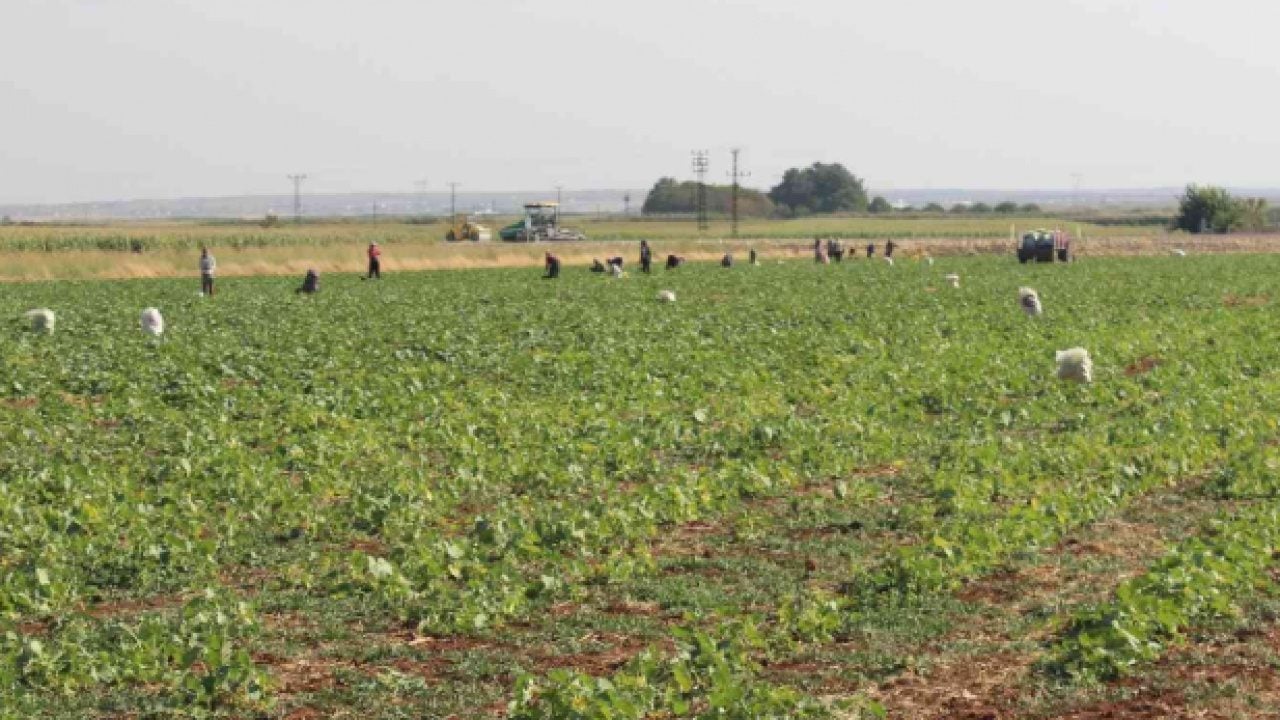 Foto - Kış aylarının vazgeçilmezi: Tarlada kilosu 30 TL'den satılıyor!