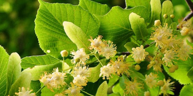 Foto - Kış çayı soğuk algınlığına çok iyi gelir! Kış saati yudumlayın metabolizma çalışıyor! 3 adımda hazır olun