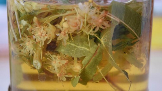 Foto - Kış geliyor, hastalıklar kapıda! Gribal enfeksiyonlara 5 özel bitki