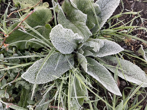 Foto - Kış kendini o illerde hissettirdi! 