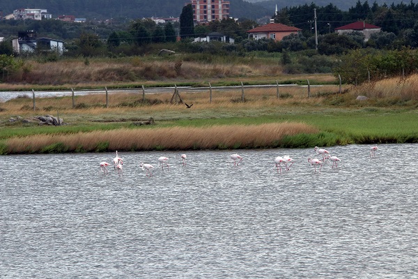 Foto - Kış kuşları dönmeye başladı! 
