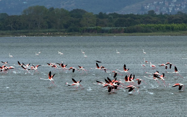 Foto - Kış kuşları dönmeye başladı! 