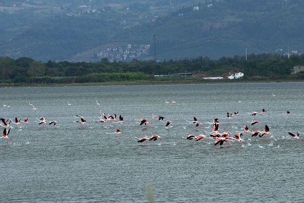 Foto - Kış kuşları dönmeye başladı! 