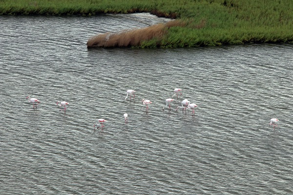 Foto - Kış kuşları dönmeye başladı! 