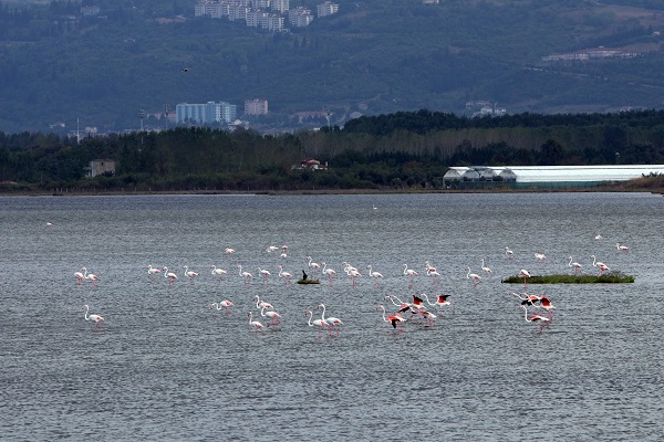 Foto - Kış kuşları dönmeye başladı! 