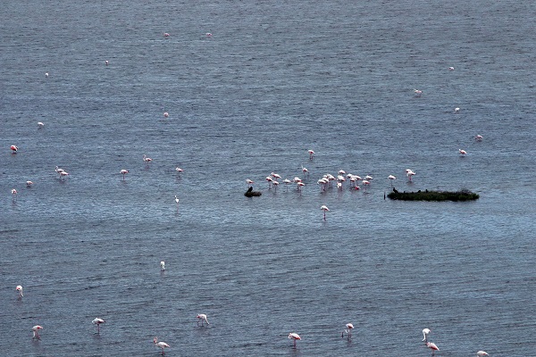 Foto - Kış kuşları dönmeye başladı! 