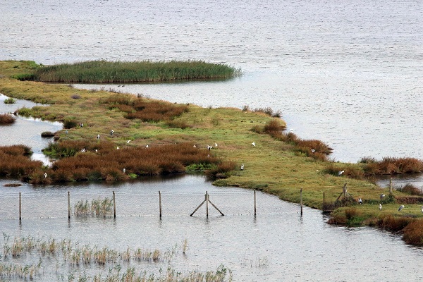 Foto - Kış kuşları dönmeye başladı! 