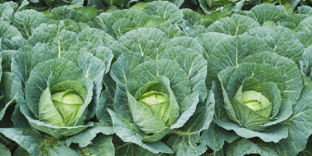 Foto - Kış mevsimi meyve ve sebzeleri