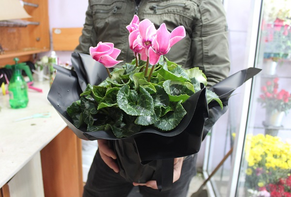 Foto - Kış mevsiminde çiçek bakımı nasıl olmalı? 