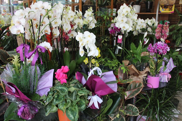 Foto - Kış mevsiminde çiçek bakımı nasıl olmalı? 