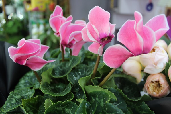 Kış mevsiminde çiçek bakımı nasıl olmalı? 