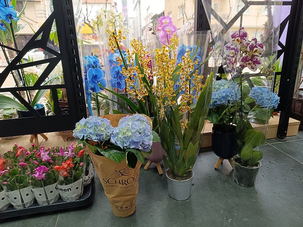 Foto - Kış mevsiminde çiçeklere nasıl bakılır?