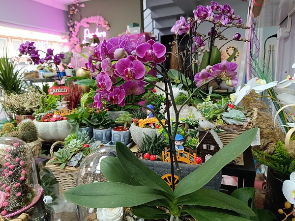 Kış mevsiminde çiçeklere nasıl bakılır?