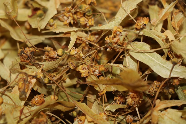 Kış mevsiminin olmazsa olmazı! Ihlamur cep yakıyor