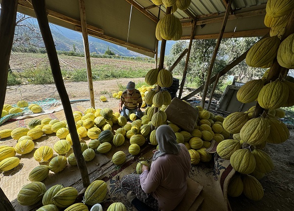 Foto - Kış sofraları için hummalı çalışma başladı