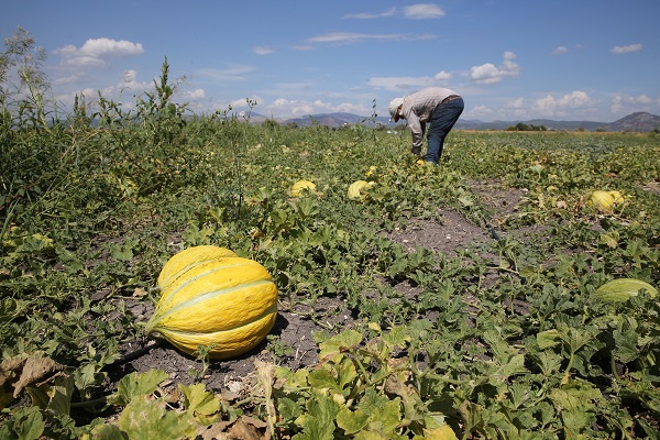 Foto - Kış sofraları için hummalı çalışma başladı