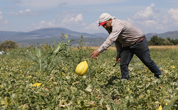 Foto - Kış sofraları için hummalı çalışma başladı