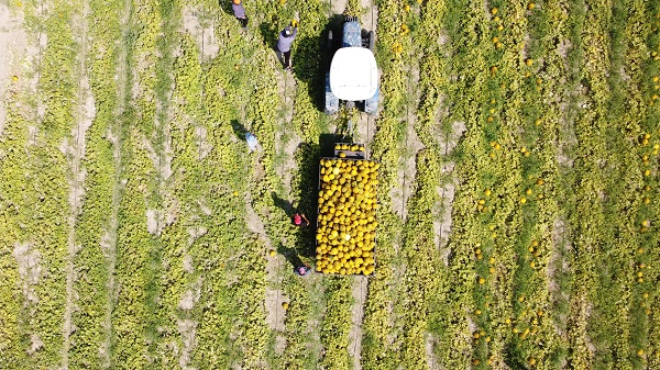 Foto - Kış sofraları için hummalı çalışma başladı